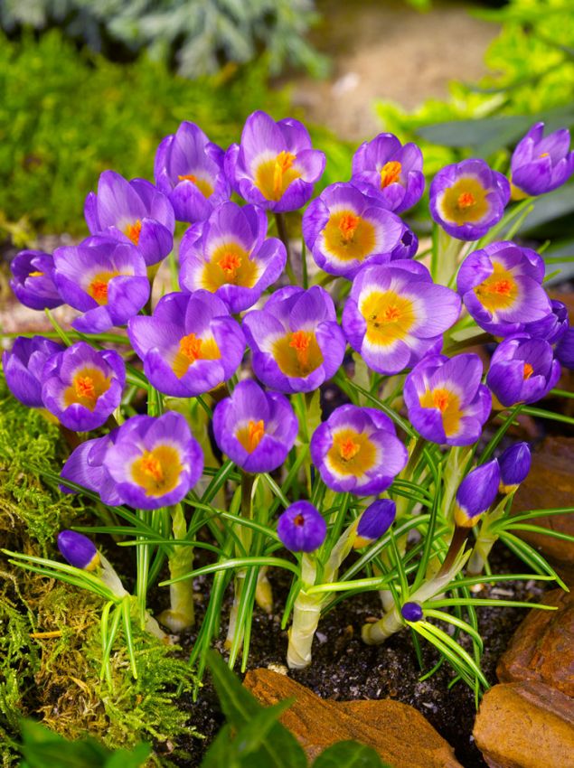 Krokus 'Tricolor Sieberi' - 80 Stück