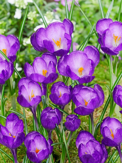Krokus Ruby giant tommasianus
