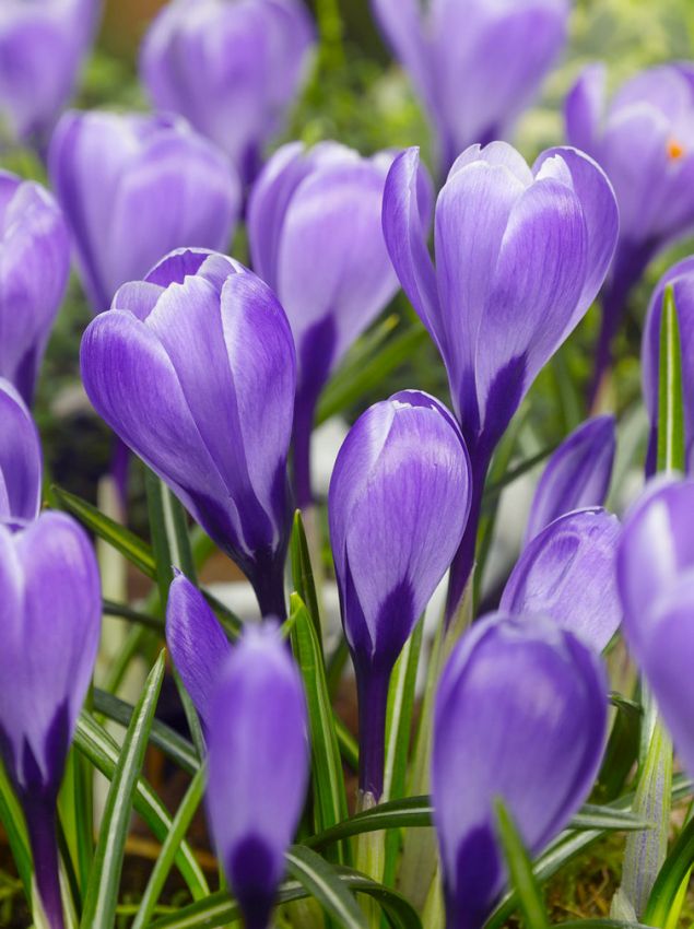 Krokus Grand maitre grossblumig