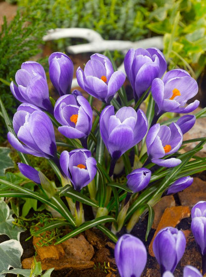 Krokus 'Grand Maitre Grossblumig' - 100 Stück