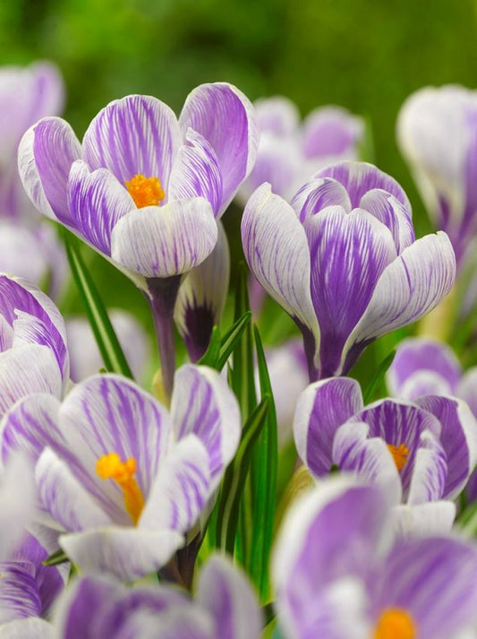 Krokus King of the striped vernus