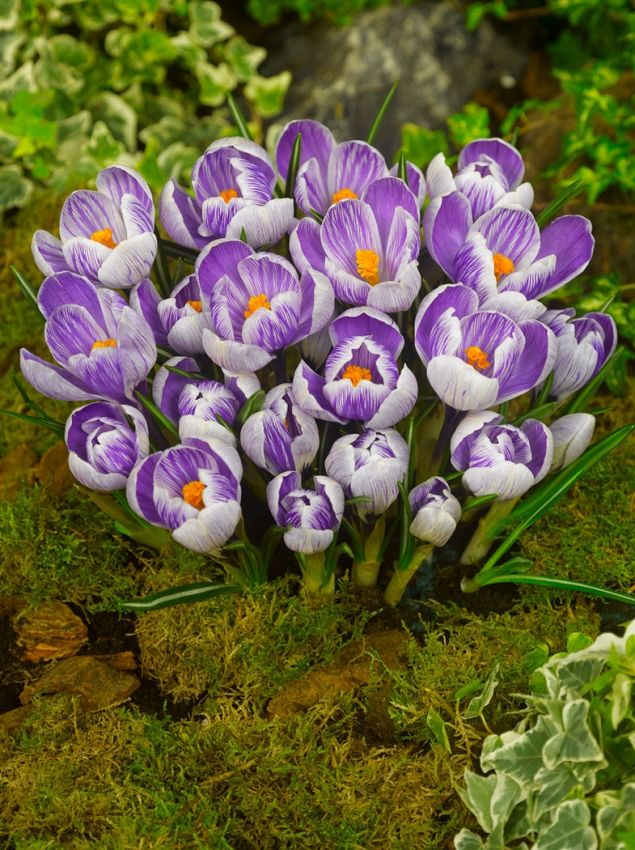 Krokus 'King Of The Striped Vernus' - 25 Stück