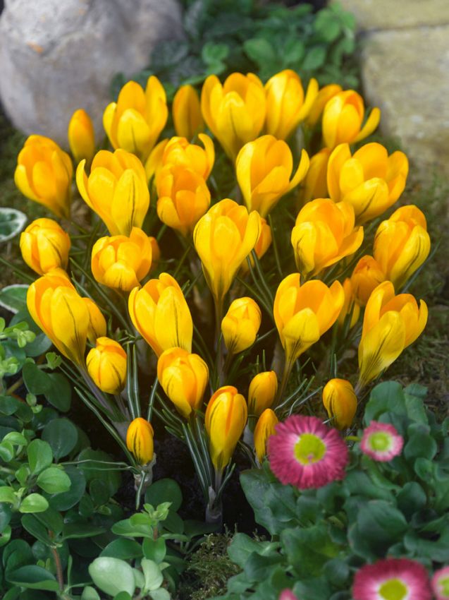 Krokus Gelb grossblumig