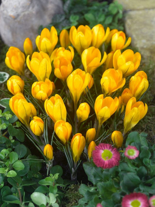 Krokus Gelb grossblumig