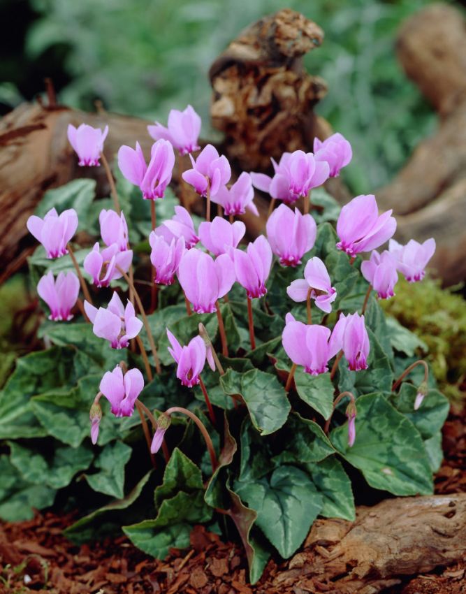 Alpenveilchen Cyclamen hederifolium