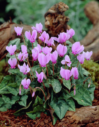 Alpenveilchen Cyclamen hederifolium