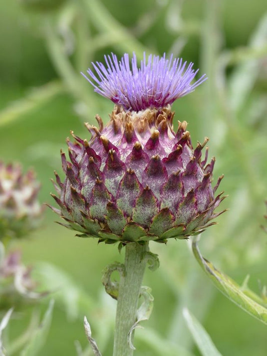 Obst und Gemüse Cynara scolymus - artischocke