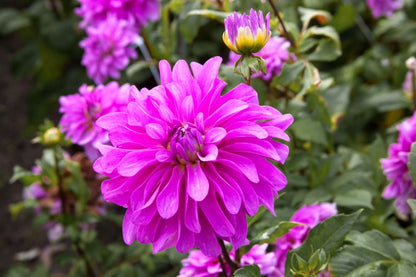 Dahlia 'Bluetiful' - Dahlie