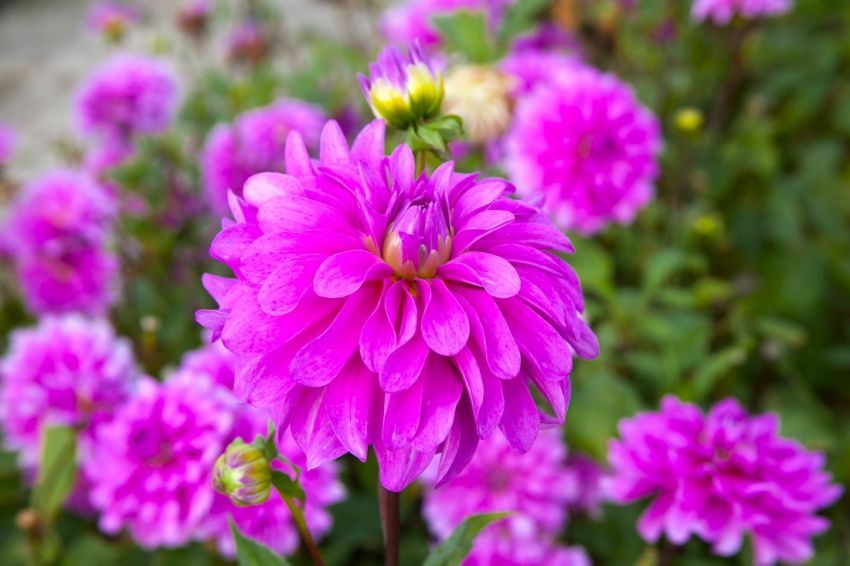 Dahlia 'Bluetiful' - Dahlie