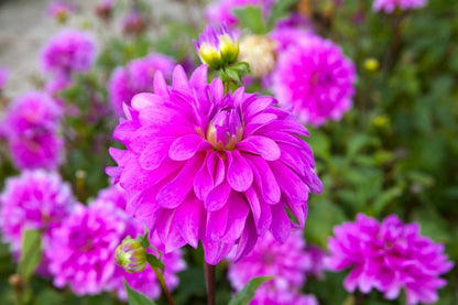 Dahlia 'Bluetiful' - Dahlie