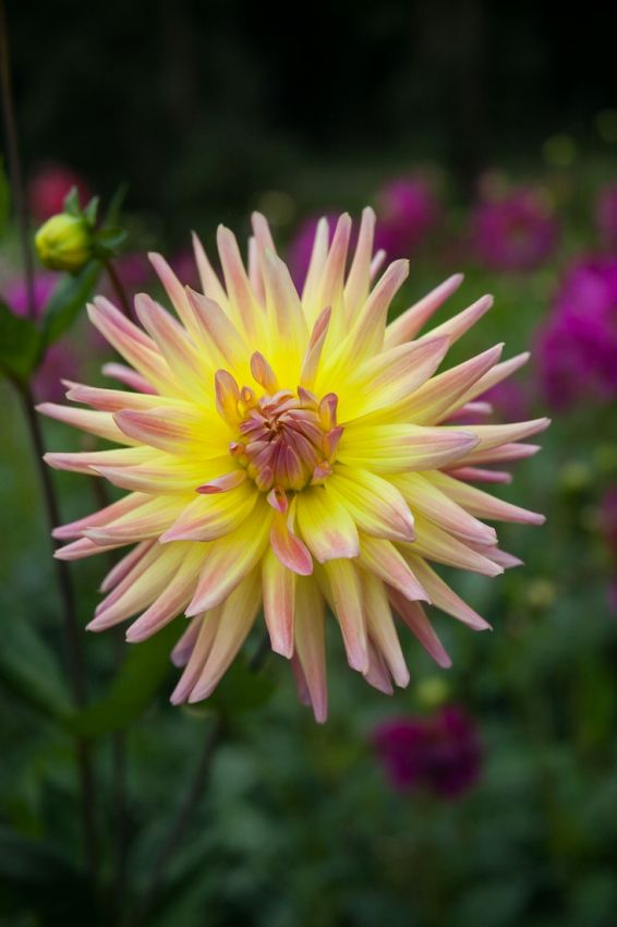 Dahlia 'Cabana banana' - Dahlie