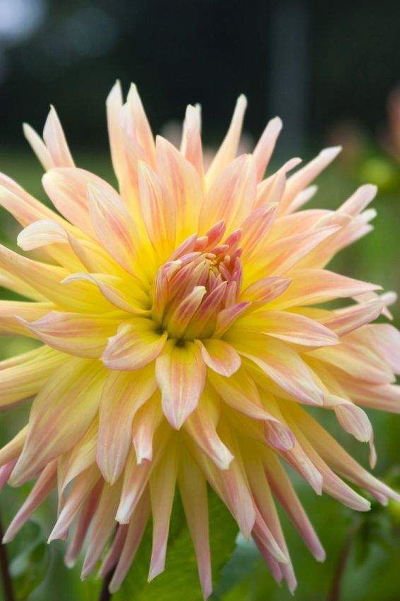 Dahlia 'Cabana banana' - Dahlie