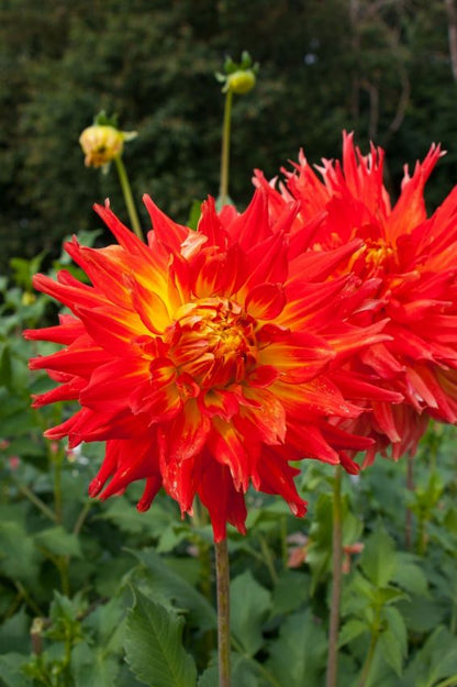 Dahlia 'Fired up' - Dahlie