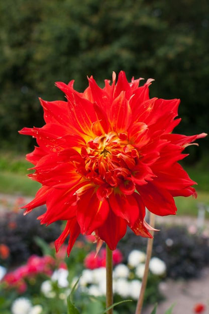 Dahlia 'Fired up' - Dahlie