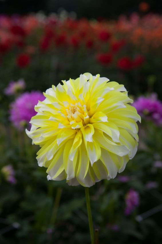 Dahlia 'Hollyhill lemon ice' - Dahlie