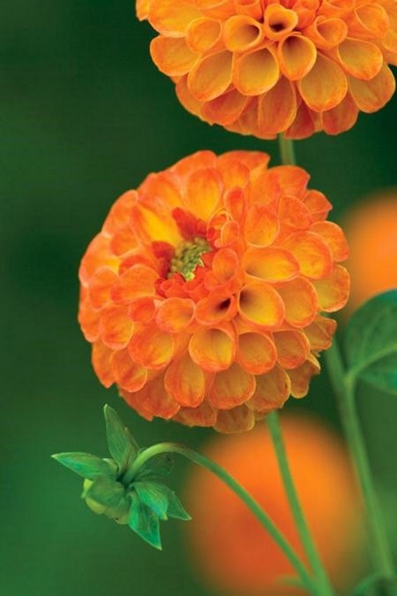 Dahlia 'New baby' - Dahlie