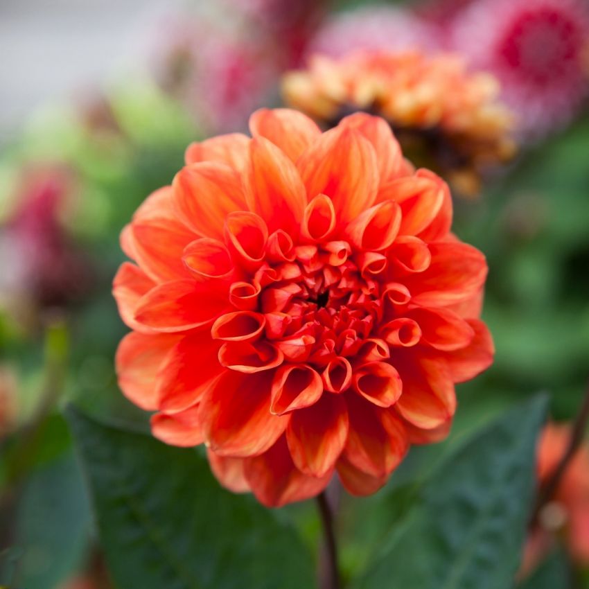 Dahlia 'Orange nugget' - Dahlie