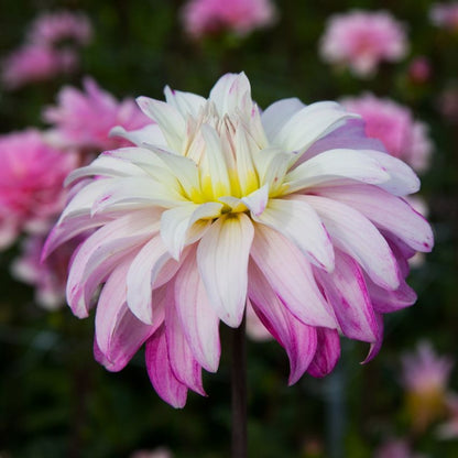 Dahlia 'Pink petticoat' - Dahlie