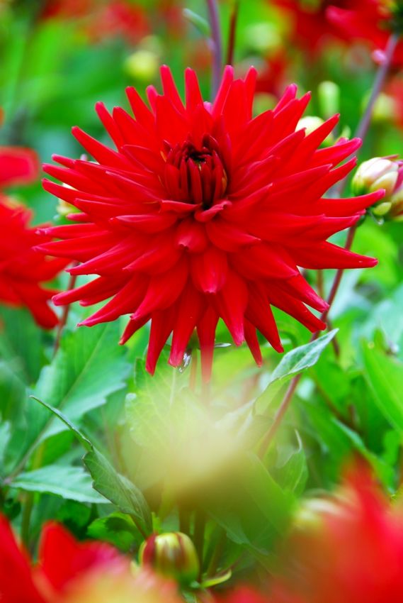 Dahlia 'Red pigmy' - Dahlie