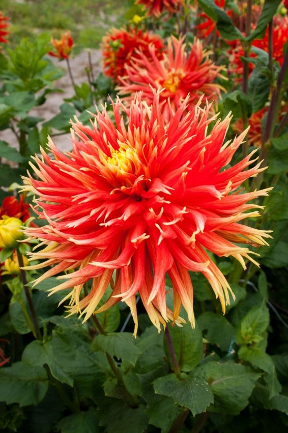 Dahlia 'Show 'n tell' - Dahlie