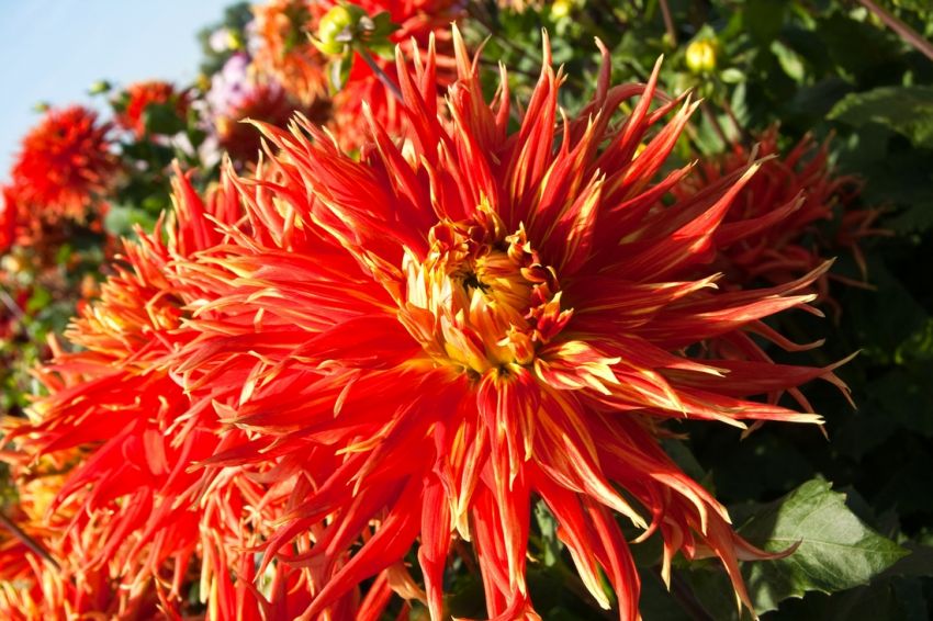 Dahlia 'Show 'n tell' - Dahlie