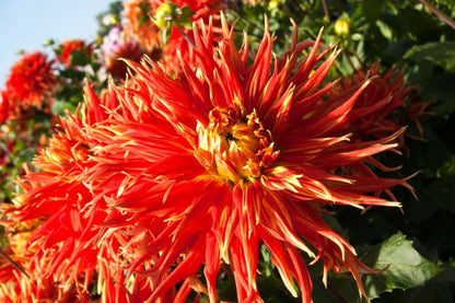 Dahlia 'Show 'n tell' - Dahlie