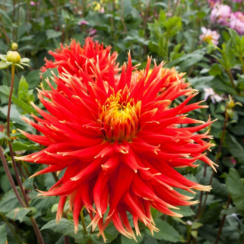 Dahlia 'Show 'n tell' - Dahlie