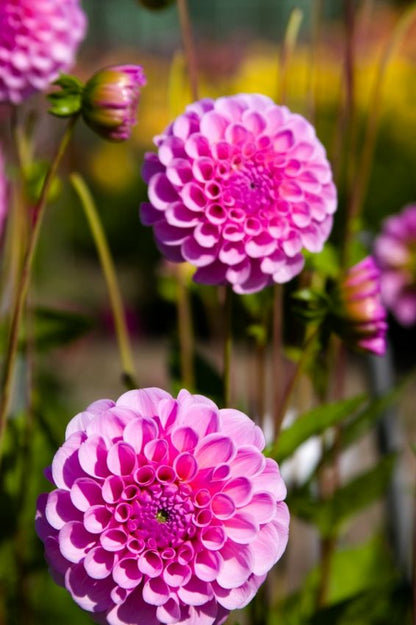 Dahlia 'Stolze von berlin' - Dahlie