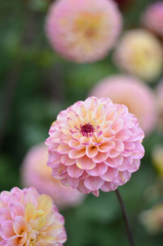 Dahlia 'Wine eyed jill' - Dahlie
