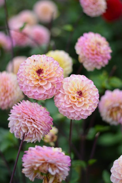 Dahlia 'Wine eyed jill' - Dahlie