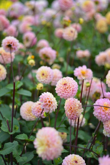 Dahlia 'Wine eyed jill' - Dahlie