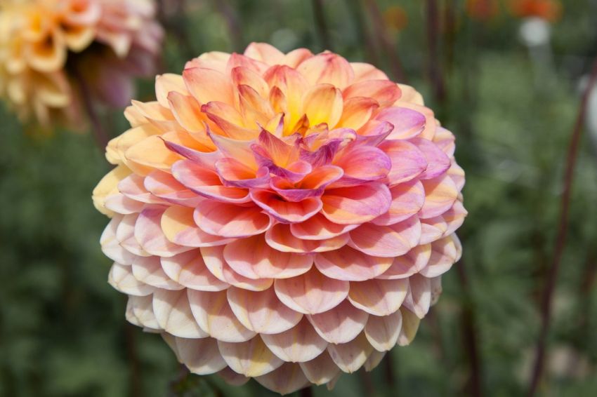 Dahlia 'Wine eyed jill' - Dahlie