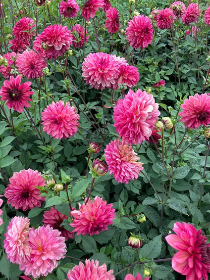 Dahlia 'Bacardi' - Dahlie