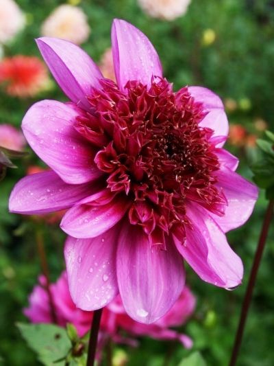 Dahlien Blue bayou