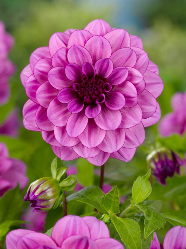 Dahlien Bluetiful