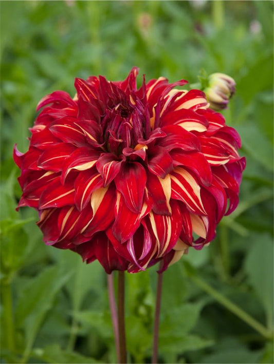 Dahlien Bohemian spartacus