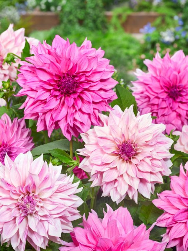Dahlia 'Cafe au lait royal' - Dahlie