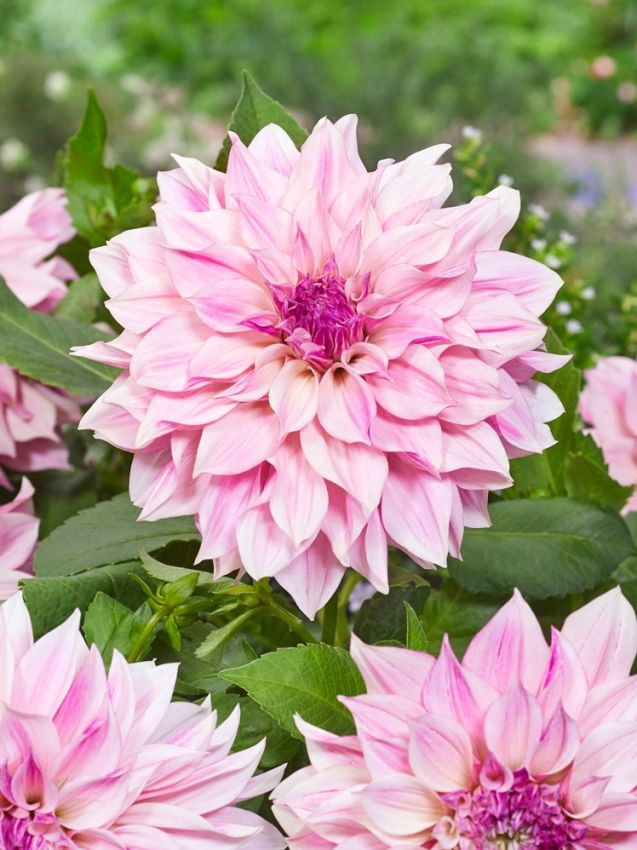 Dahlien Cafe au lait royal