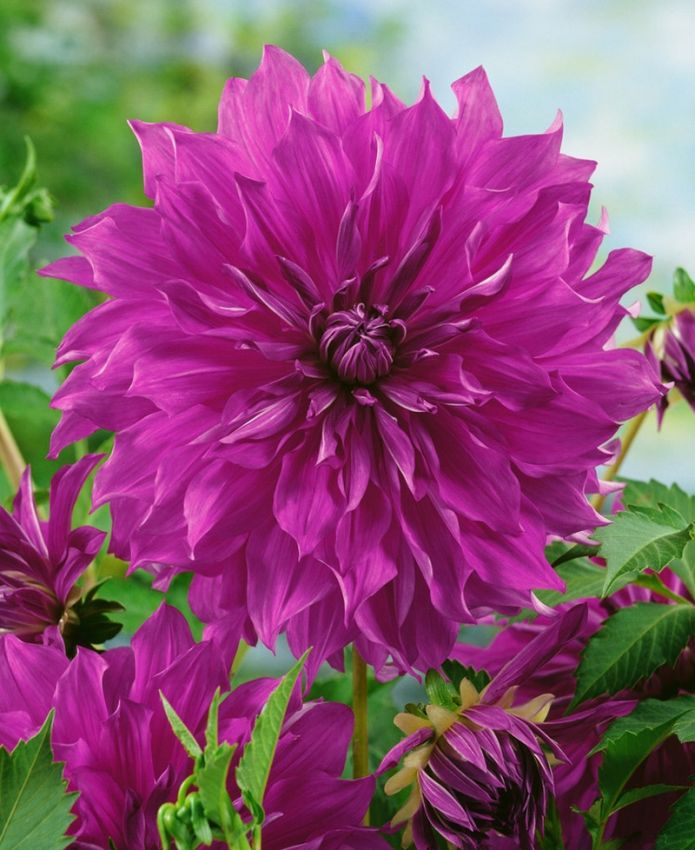 Dahlien Cornwall island