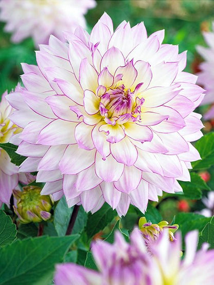 Dahlien Crazy love