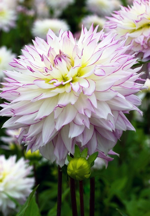 Dahlia 'Crazy love' - Dahlie