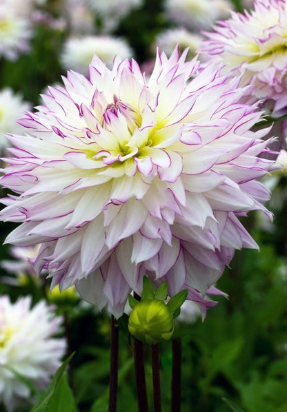 Dahlia 'Crazy love' - Dahlie