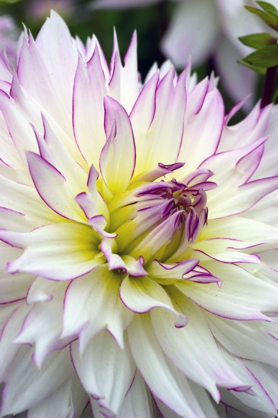 Dahlia 'Crazy love' - Dahlie