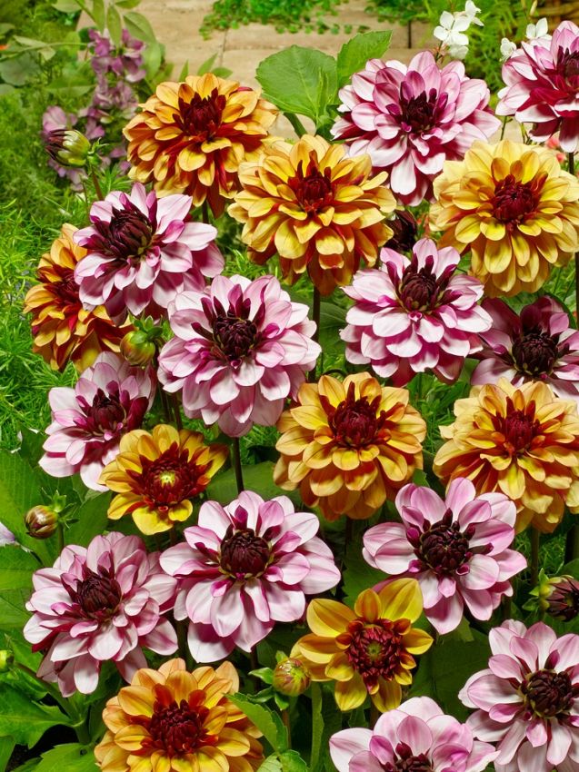Dahlia 'Creme de cassis' - Dahlie