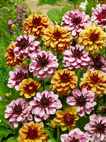 Dahlia 'Creme de cassis' - Dahlie
