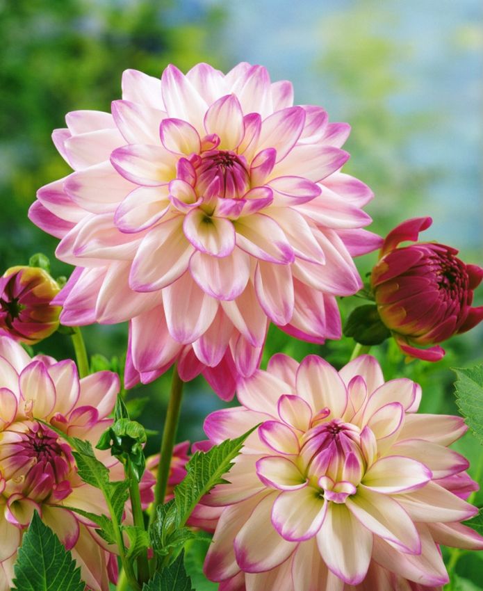 Dahlien Pink petticoat