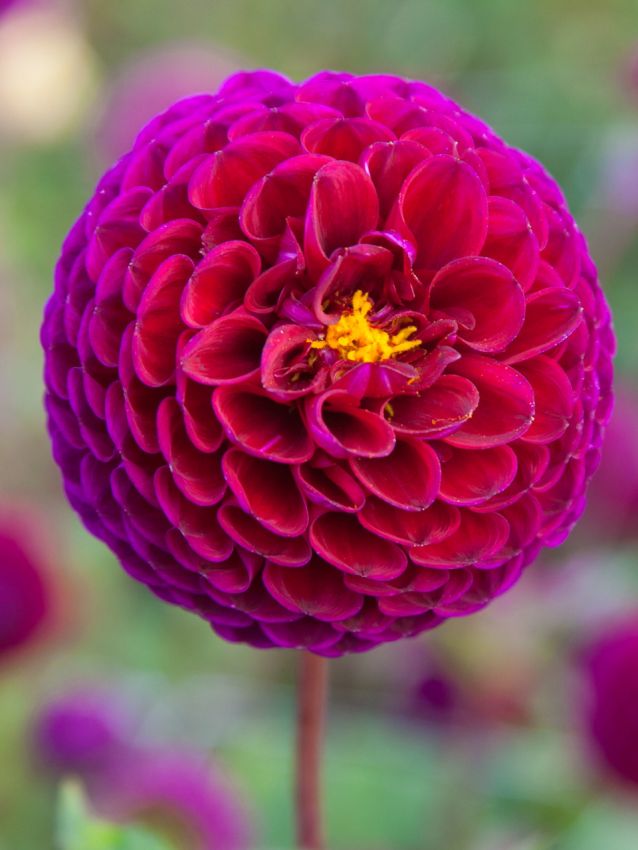 Dahlien Downham royal