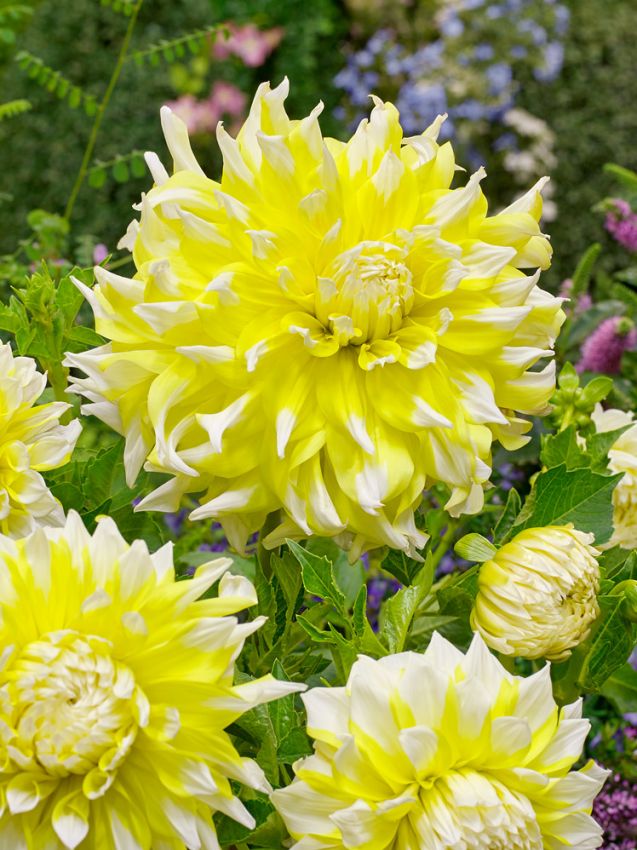 Dahlien Grand prix