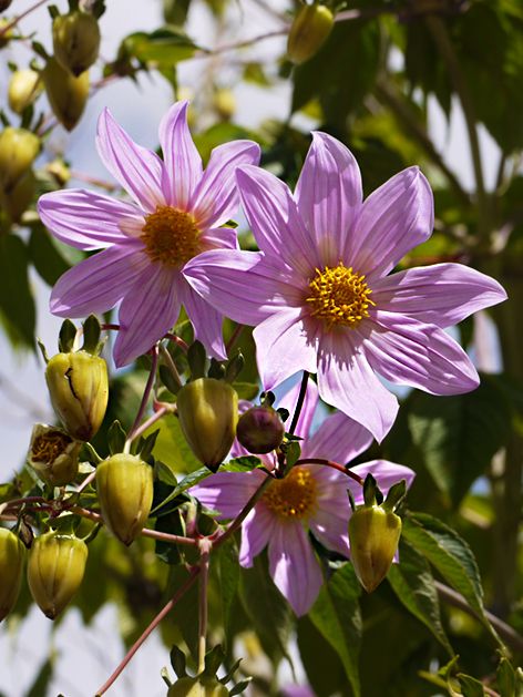 Dahlien Imperialis