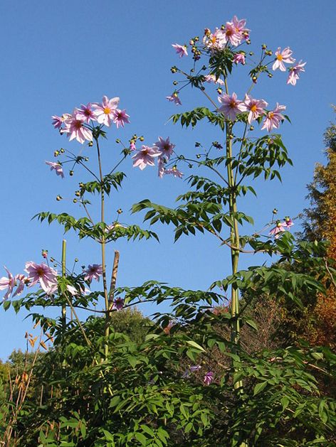 Dahlia 'Imperialis' - Dahlie